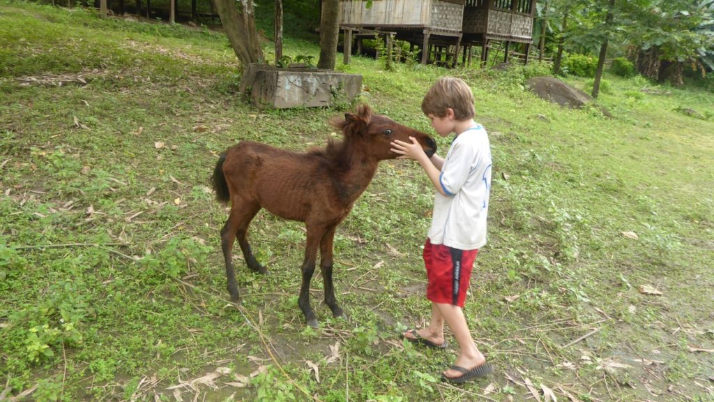 Pete and medics take care of foal who’s mother died please pray for her