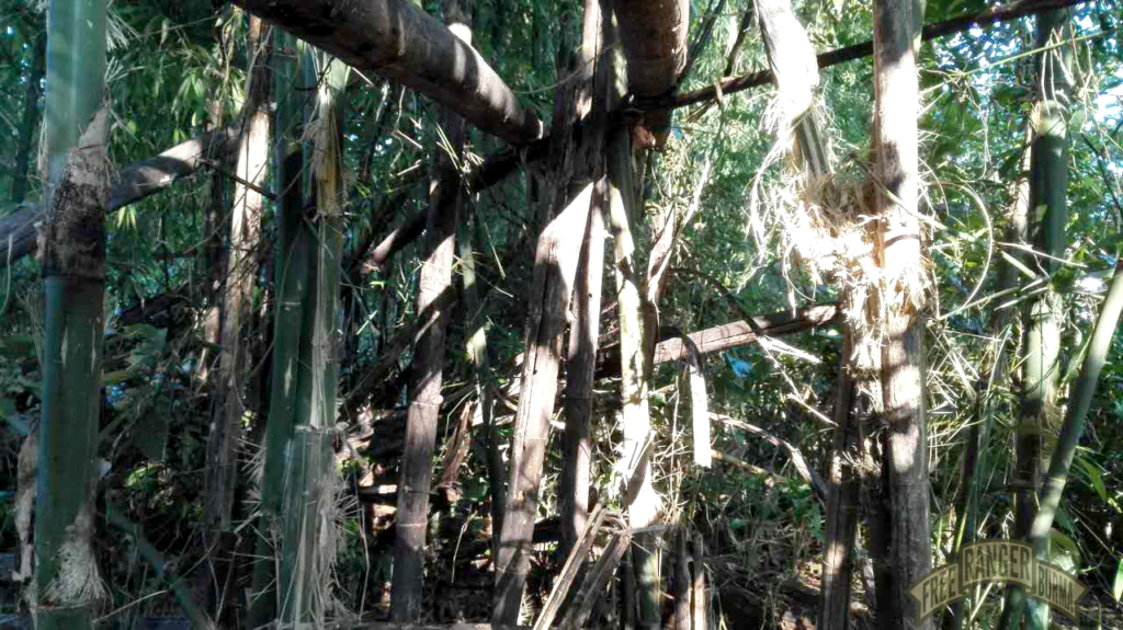 Tree destroyed by mortar shells.