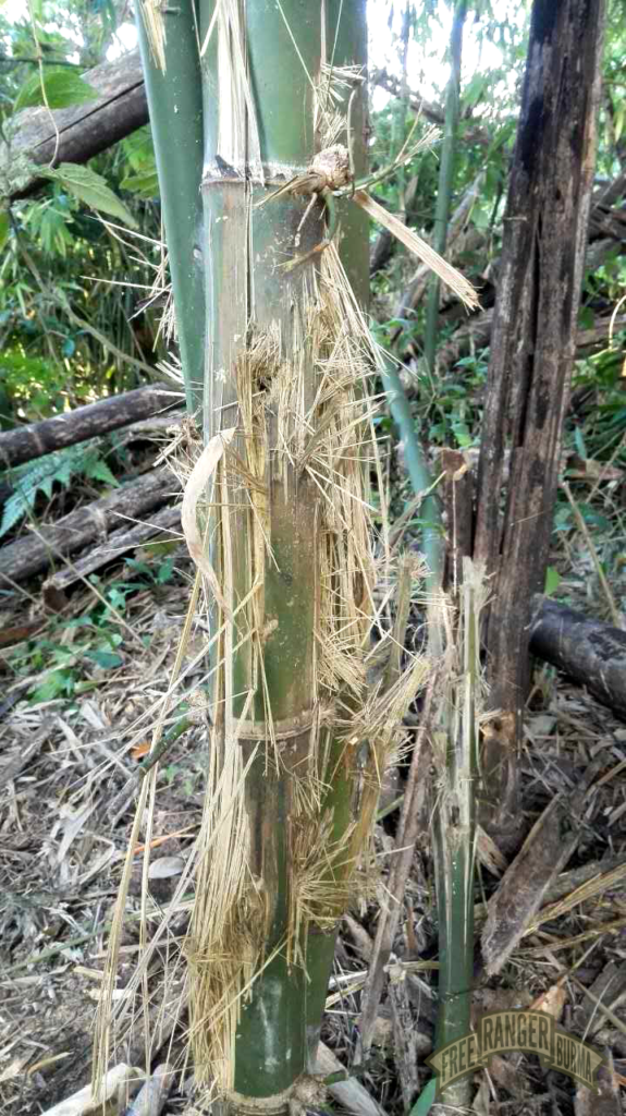Bamboo destroyed by the impact of a mortar.