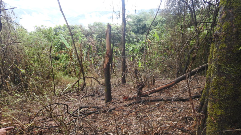 Damage from airplane-dropped bomb near Gidon Post. Photo: FBR.