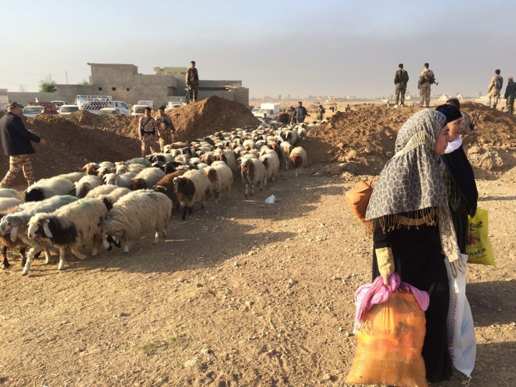 Sheep, goats, horses, cows and cars follow the IDPs through the gap. Photo: FBR. 