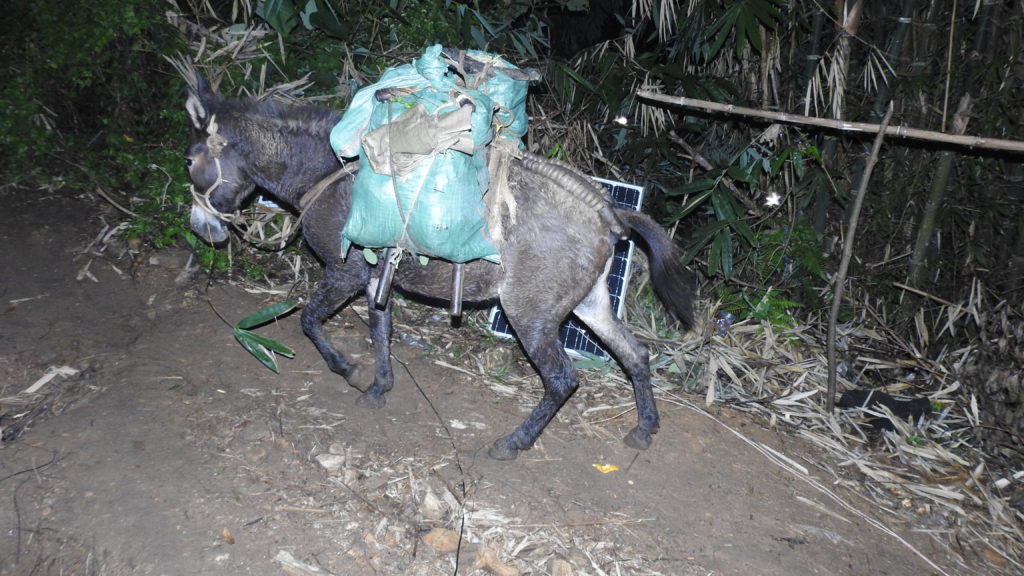 Mules carrying in food for the soldiers at Gidon Post. Photo: FBR.