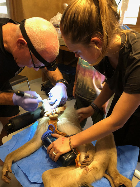 Shannon fixes Sahale’s monkey Kit’s teeth.