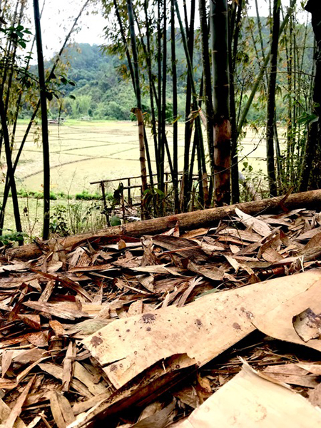 Saw O Moo’s blood on leaves where he was murdered by the Burma Army on April 5th. Burma Army troops are on the hill behind the bamboo.