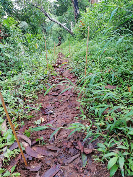  Bamboo Canes left by the KIA marking landmines yet to be cleared on the trail between Gauri Bum and Mam Htu Bum.