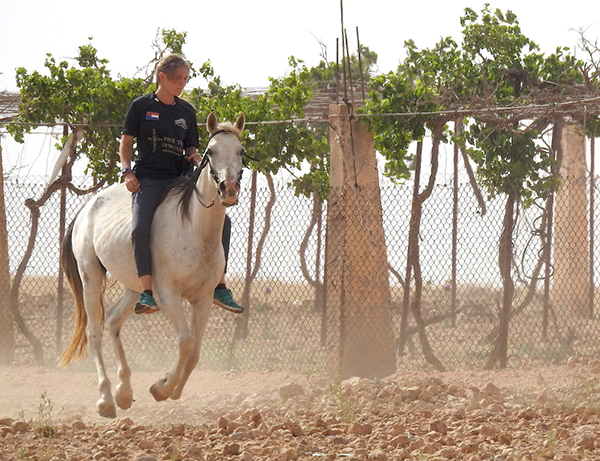 Sahale gallops a Bedouin family's stallion