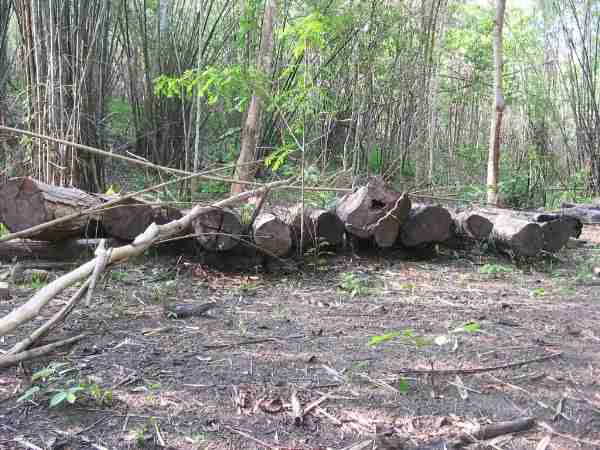Logging in Karenni State by the Burma Army