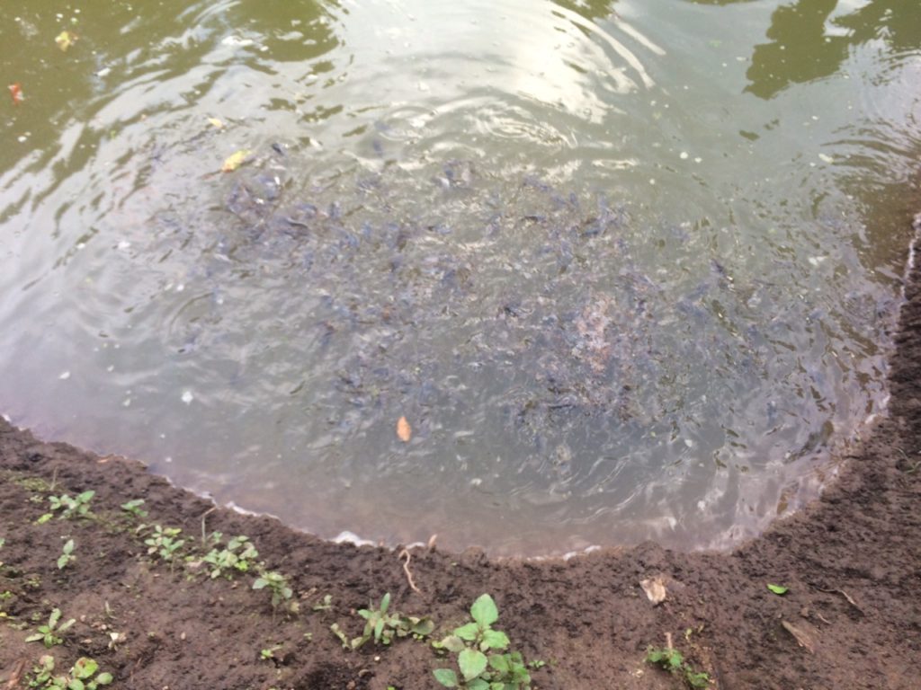 New fish pond full of baby cat fish thanks to Randy