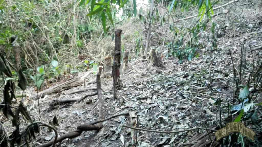 Area near Gidon post cleared by the impact of an artillery shell.