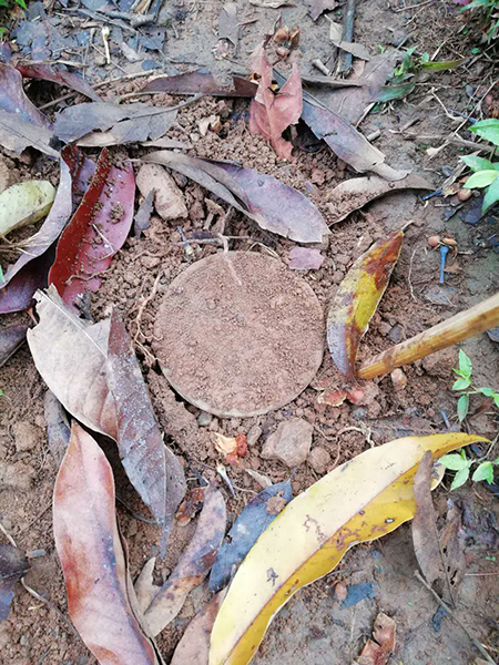 Mine being dug up on the trail between Gauri Bum and Mam Htu Bum.