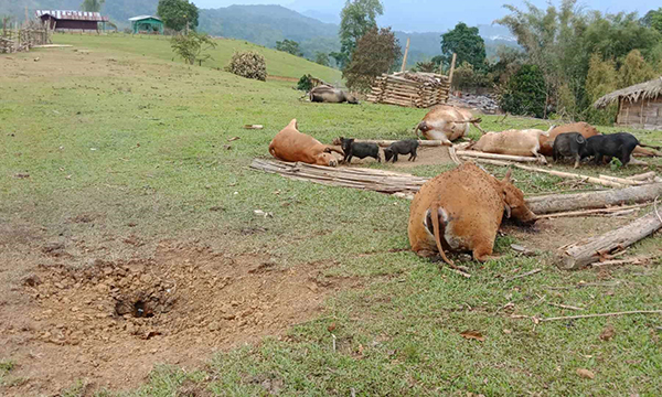 Bomb crater and the cattle killed by it, Pung Swi Yang.