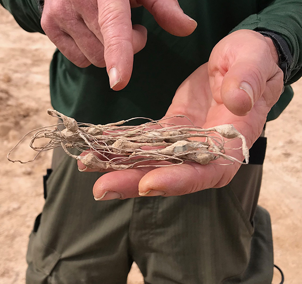 Crushed wire from an IED trigger device. 
