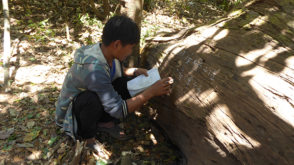 Using the tree for math