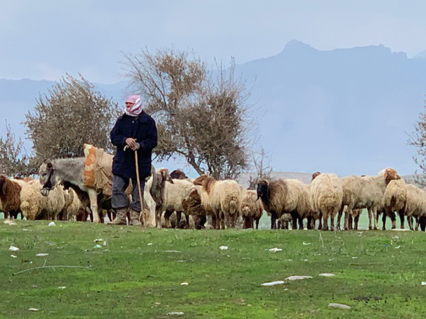 In an area under regular attack, a herder braves Turkish fire to feed his sheep 