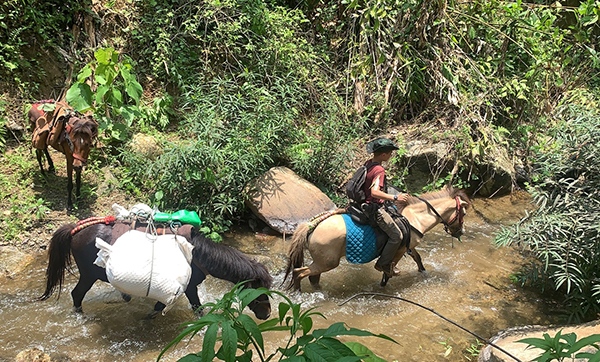 Peter leads some of the horse and mule team through a creek in Karen State.