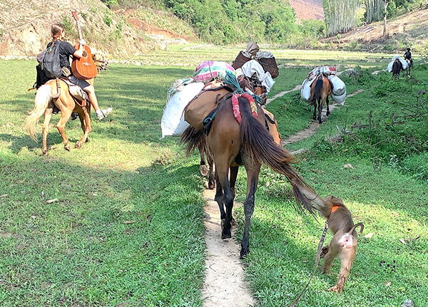 Kid the Monkey helps wrangle the supply horses and GLC team.