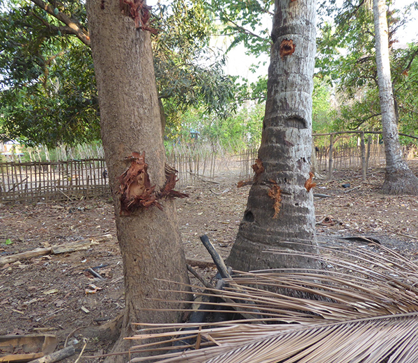Trees and homes damaged by a Burma Army shelling at Wah Tho Ko Village.