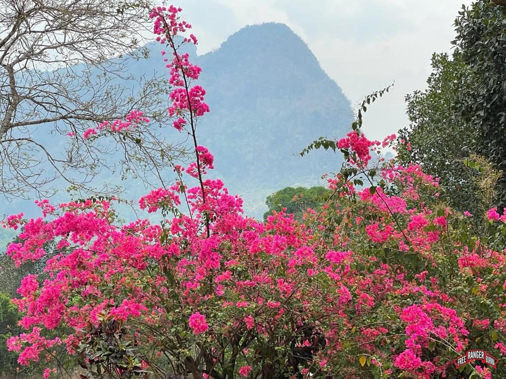 Easter morning flowers in Karen State